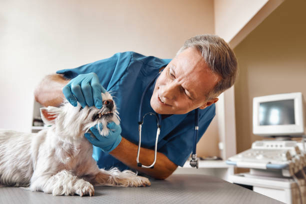 Best Emergency Dental Care for Broken or Chipped Teeth in Bremerton, WA